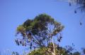 02_sydney_0804_arbre fruitier Les fameuses 